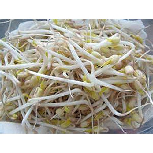 Mung Bean Sprouting Seed - 16 Oz/1 Pound - Country Creek Brand - D...