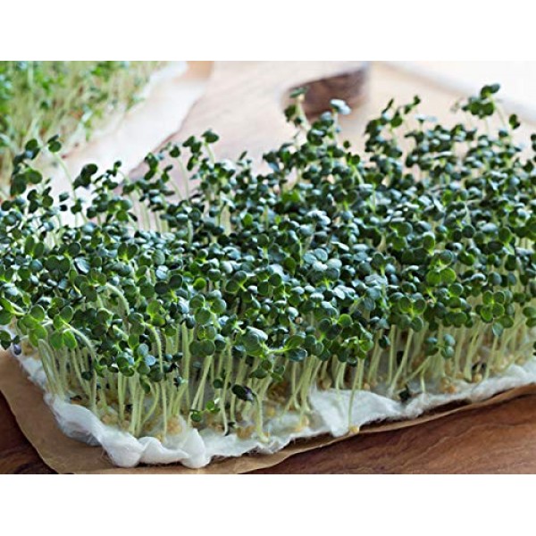Organic, Non-GMO Broccoli Seeds for Sprouting Sprouts Microgreens ...