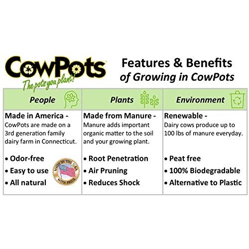 CowPots TV208926 3 Round Cow Pot Planter 12 Pack, 175mL