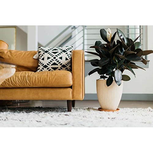 Curtis Wagner Plastics Carpet Saver Plant Saucer 5-Pack - Black,...