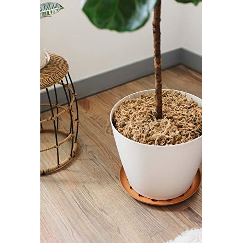 Curtis Wagner Plastics Carpet Saver Plant Saucer 5-Pack - Black,...
