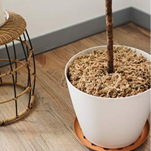 Curtis Wagner Plastics Carpet Saver Plant Saucer 5-Pack - Black,...