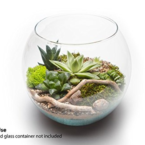Cute Farms Terrarium Starter Kit | Moss, Vermiculite, Soil, Plant ...