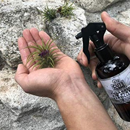 Cute Farms Tillandsia Air Plant Fertilizer | Gentle Daily Use Form...