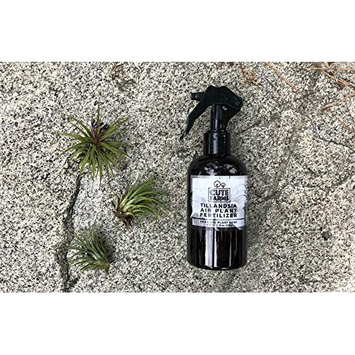 Cute Farms Tillandsia Air Plant Fertilizer | Gentle Daily Use Form...