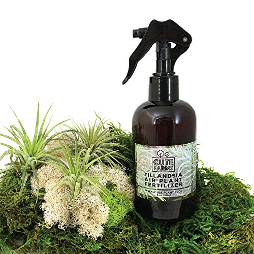 Cute Farms Tillandsia Air Plant Fertilizer | Gentle Weekly Use For...