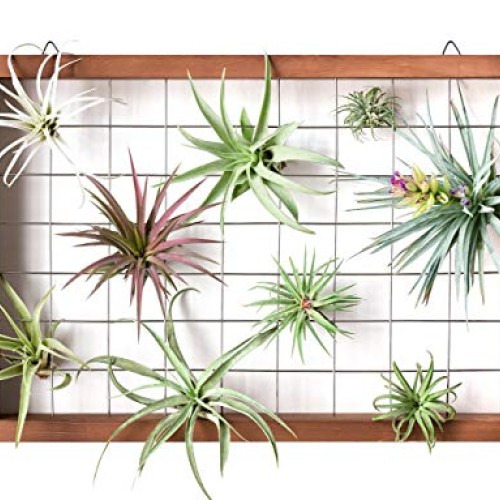 16 Inch Large Air Plant Frame Hanging Airplant Holder Tillandsia D...