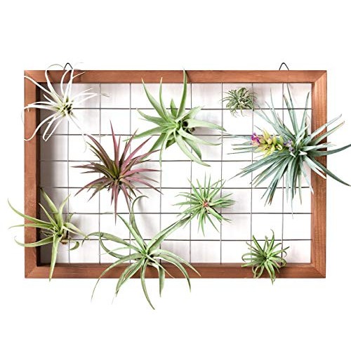 16 Inch Large Air Plant Frame Hanging Airplant Holder Tillandsia D...