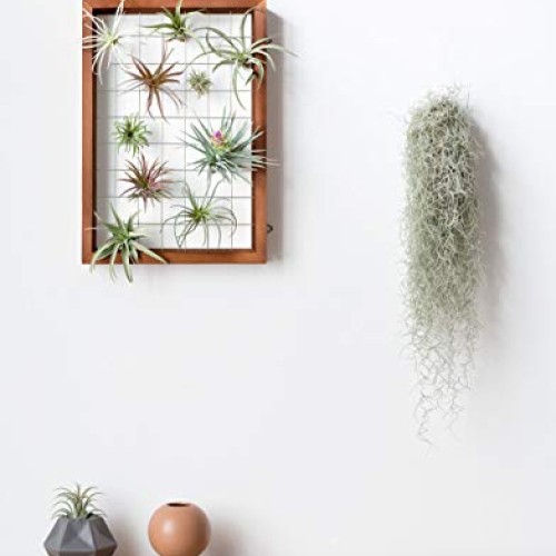 16 Inch Large Air Plant Frame Hanging Airplant Holder Tillandsia D...