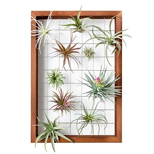 16 Inch Large Air Plant Frame Hanging Airplant Holder Tillandsia D...