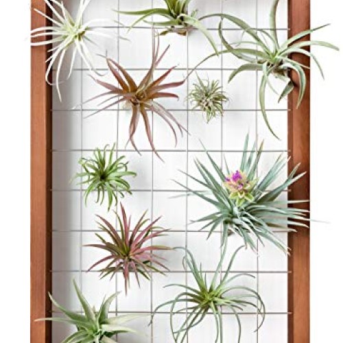 16 Inch Large Air Plant Frame Hanging Airplant Holder Tillandsia D...