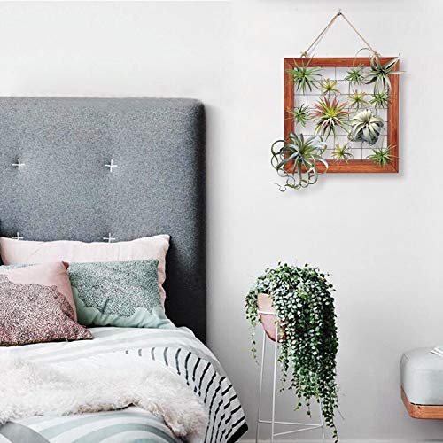 Air Plants Frame Bromeliads Wall Holder DIY Airplant Hanger Tillan...