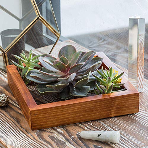 Air Plants Frame Bromeliads Wall Holder DIY Airplant Hanger Tillan...