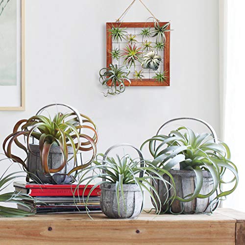 Air Plants Frame Bromeliads Wall Holder DIY Airplant Hanger Tillan...