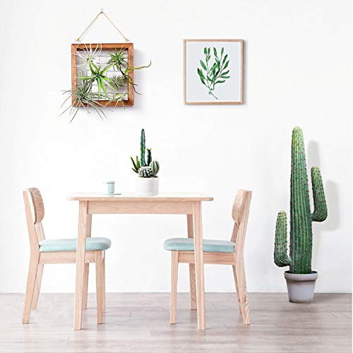 Air Plants Frame Bromeliads Wall Holder DIY Airplant Hanger Tillan...