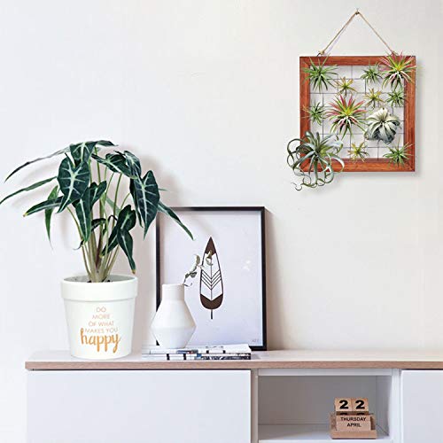 Air Plants Frame Bromeliads Wall Holder DIY Airplant Hanger Tillan...