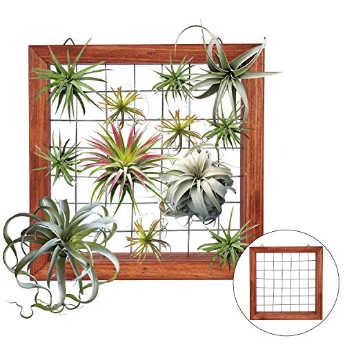 Air Plants Frame Bromeliads Wall Holder DIY Airplant Hanger Tillan...
