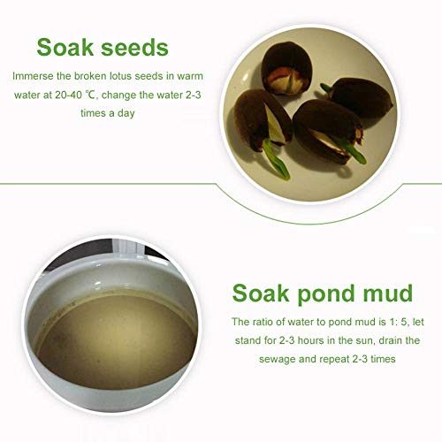 Organic-Rich Natural Lotus Pond Mud, Plant Growing Media Water Lil...