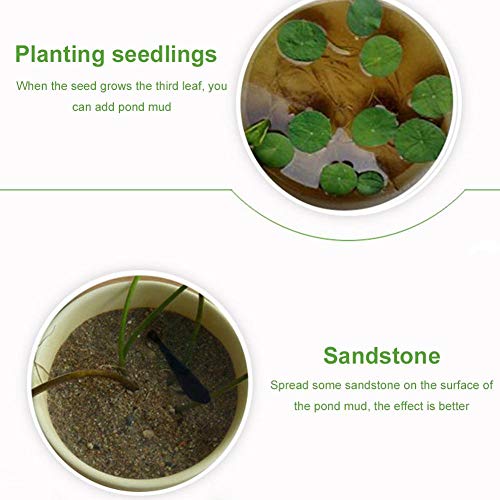 Organic-Rich Natural Lotus Pond Mud, Plant Growing Media Water Lil...
