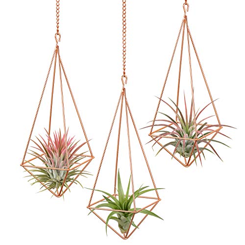 Dahey 3 Pcs Hanging Air Plant Holder Himmeli Geometric Planter Met...