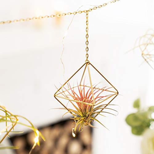 Dahey 6 Pcs Hanging Air Plant Holder Mini Metal Airplant Rack Hang...
