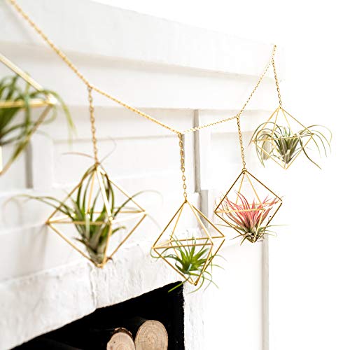 Dahey 6 Pcs Hanging Air Plant Holder Mini Metal Airplant Rack Hang...