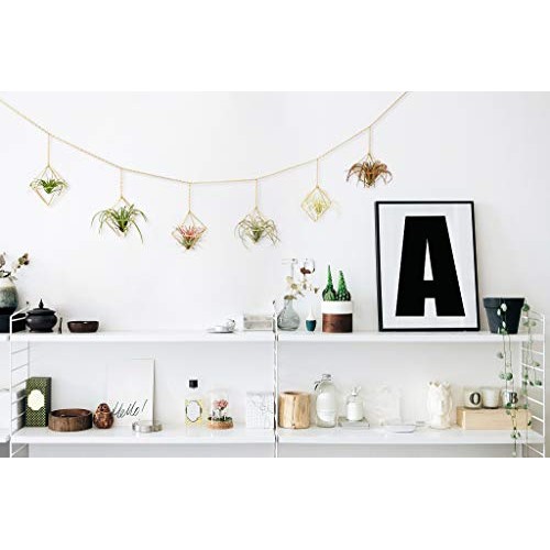 Dahey 6 Pcs Hanging Air Plant Holder Mini Metal Airplant Rack Hang...