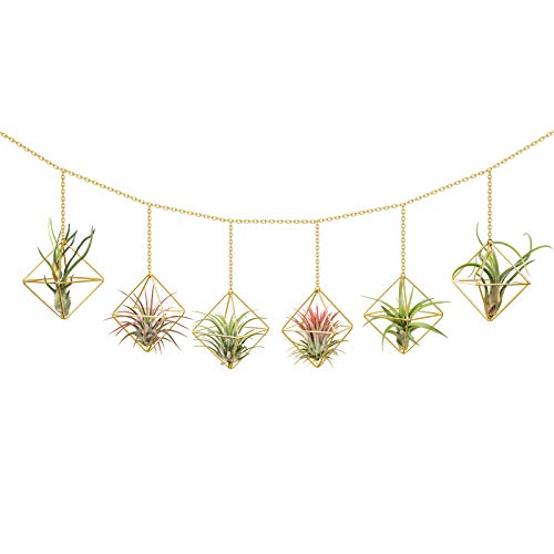 Dahey 6 Pcs Hanging Air Plant Holder Mini Metal Airplant Rack Hang...
