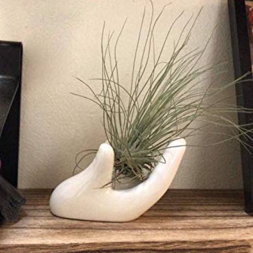Dahey Air Plant Holder Cute Ceramic Mini Hand Shape Stand Airplant...