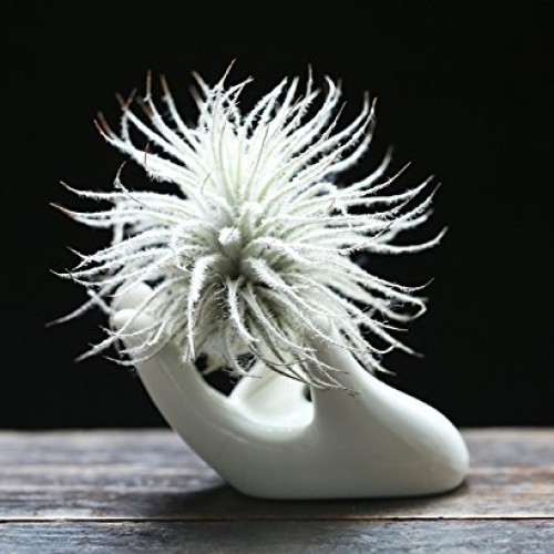 Dahey Air Plant Holder Cute Ceramic Mini Hand Shape Stand Airplant...