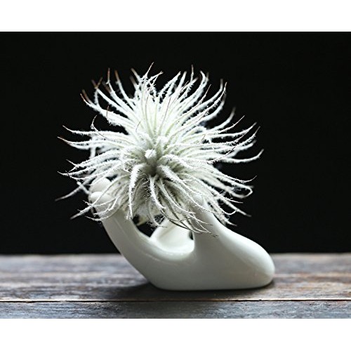 Dahey Air Plant Holder Cute Ceramic Mini Hand Shape Stand Airplant...