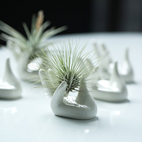 Dahey Air Plant Holder Cute Ceramic Mini Hand Shape Stand Airplant...