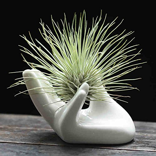 Dahey Air Plant Holder Cute Ceramic Mini Hand Shape Stand Airplant...