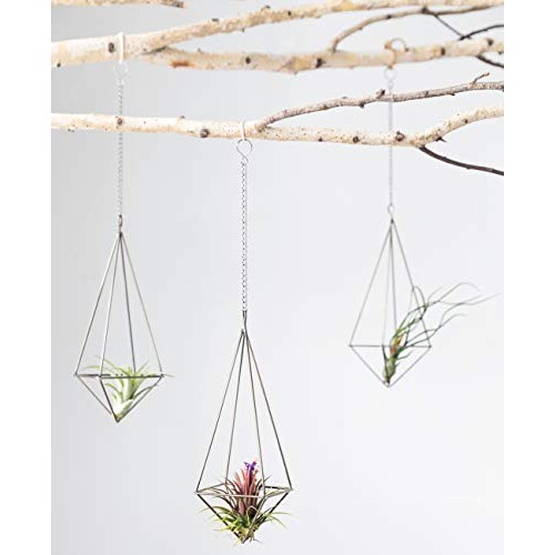 Dahey Hanging Air Plant Holder- 4 Pack, 2 Sizes Metal Airplant Rac...