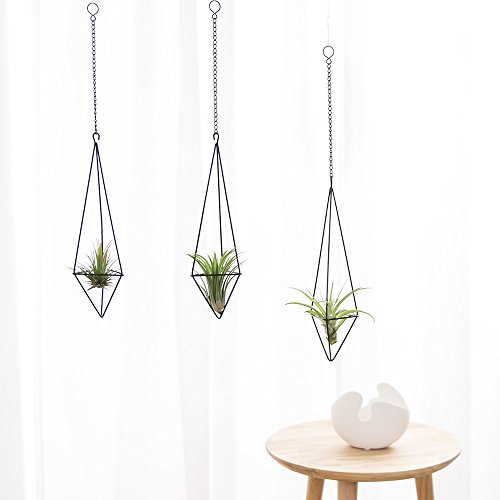 Dahey Hanging Air Plant Holder- 4 Pack, 2 Sizes Metal Airplant Rac...