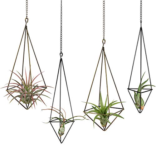 Dahey Hanging Air Plant Holder- 4 Pack, 2 Sizes Metal Airplant Rac...