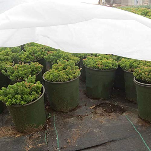 Clear Greenhouse Film 63×197 inches Garden Clear Polyethylene Plas...
