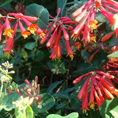 Cardinal Red Coral Honeysuckle Vine Major Wheeler - Live Plants ...