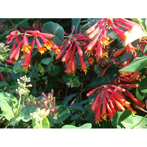 Cardinal Red Coral Honeysuckle Vine Major Wheeler - Live Plants ...