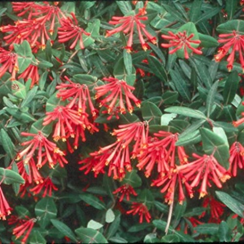 Cardinal Red Coral Honeysuckle Vine Major Wheeler - Live Plants ...