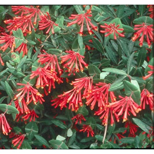 Cardinal Red Coral Honeysuckle Vine Major Wheeler - Live Plants ...
