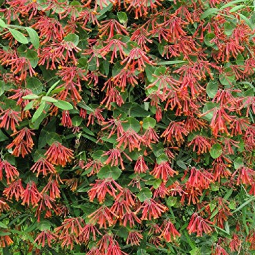 Cardinal Red Coral Honeysuckle Vine Major Wheeler - Live Plants ...