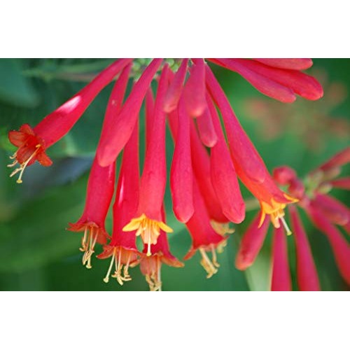 Cardinal Red Coral Honeysuckle Vine Major Wheeler - Live Plants ...
