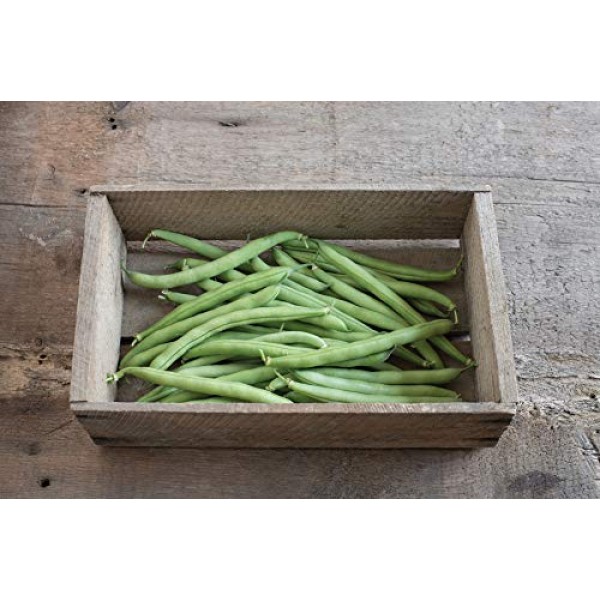 Davids Garden Seeds Bean Bush Provider SL8723 Green 100 Non-GMO...