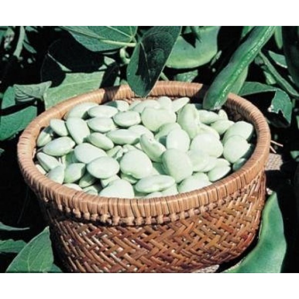 Davids Garden Seeds Bean Lima Early Thorogreen SL126 Green 100 ...