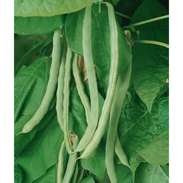 Davids Garden Seeds Bean Pole Kentucky Wonder OS3544A Green 50 ...