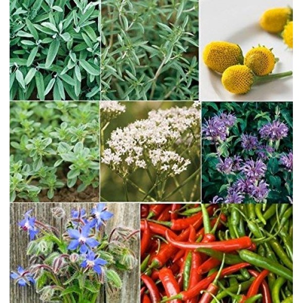 Davids Garden Seeds Collection Set Herb Medicinal 19 Varieties 88...