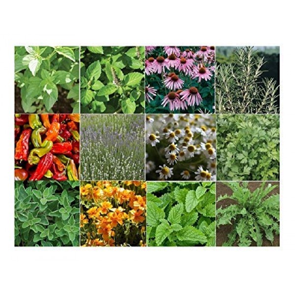 Davids Garden Seeds Collection Set Herb Medicinal 19 Varieties 88...