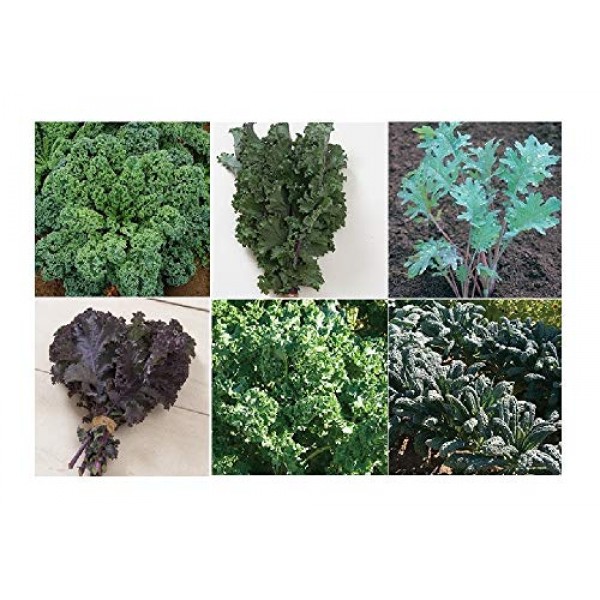 Davids Garden Seeds Collection Set Kale 7711 Multi 6 Varieties ...