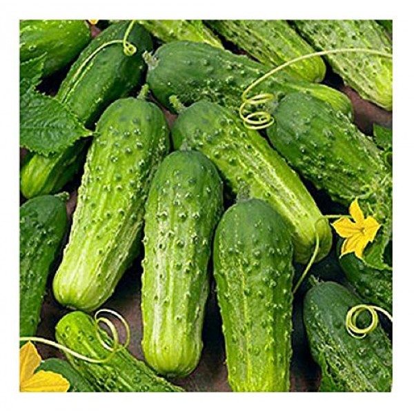 Davids Garden Seeds Cucumber Pickling Boston SL3009 Green 50 No...